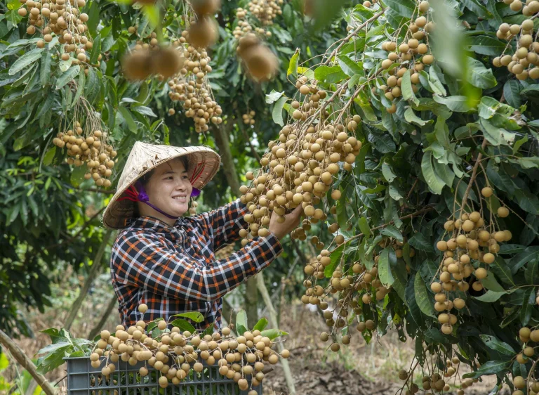 A smiling farmer in a conical hat harvesting bunches of longan in a country orchard